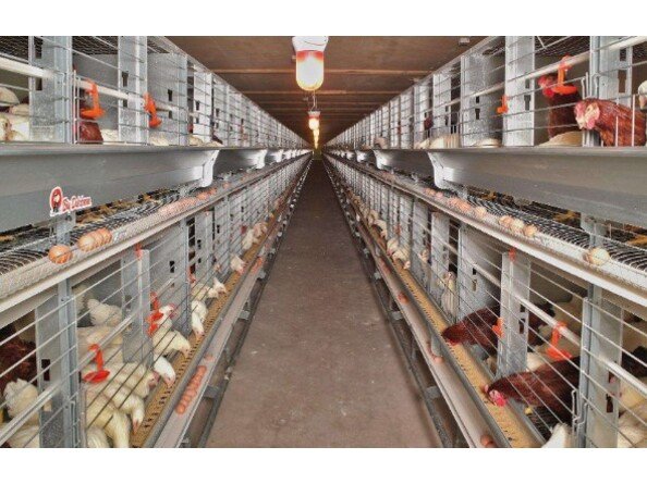 氨氣傳感器在養(yǎng)殖行業(yè)的重要性及應(yīng)用 