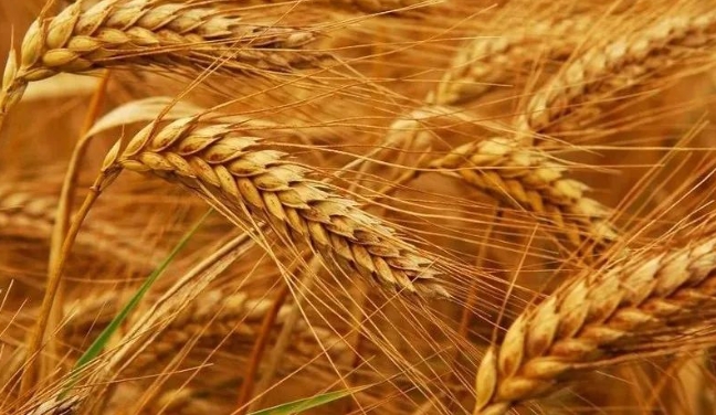 精準監(jiān)測 糧倉安全｜氣體傳感器助力糧食儲存項目